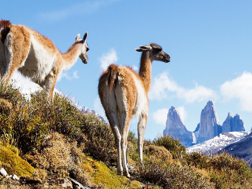 Отель Noi Indigo Patagonia Пуэрто-Наталес Экстерьер фото